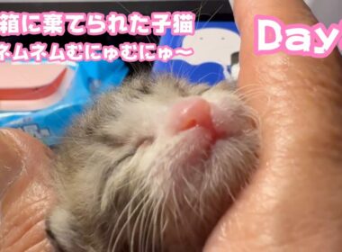 ゴミ箱に棄てられた子猫 Day8  満腹ネムネムむにゅむにゅ～なキンちゃん  ミルクのご支援届き始めてます 有難うございます  2026 04 23 1