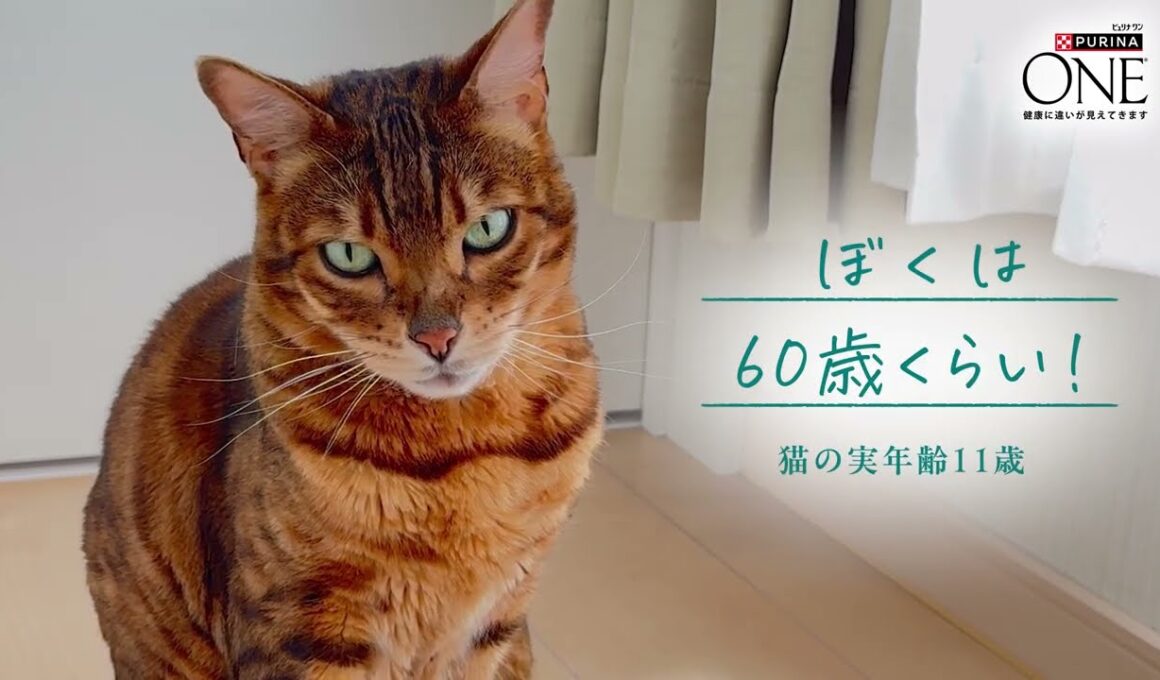 4倍の速さで進む😺猫ちゃんの時間。11歳からの身体に合わせた「食事の選択」