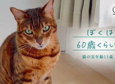 4倍の速さで進む😺猫ちゃんの時間。11歳からの身体に合わせた「食事の選択」