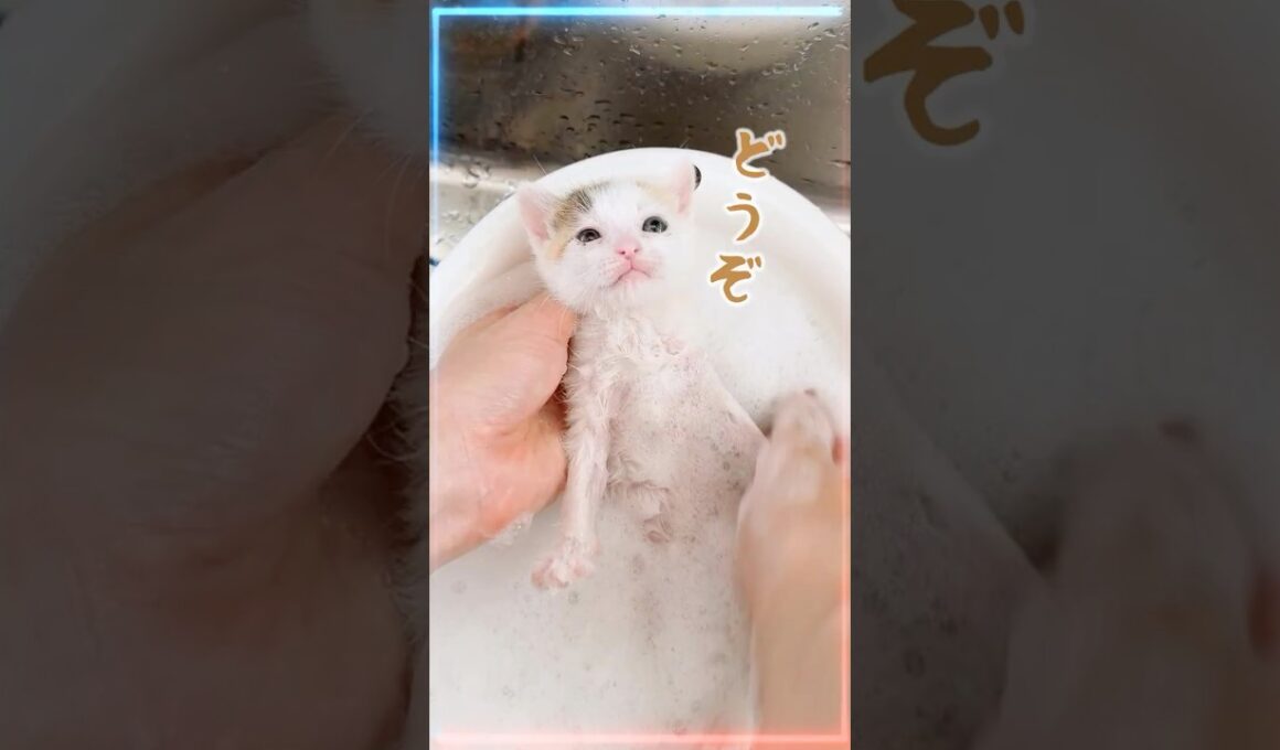 子猫のシャンプーは必要？乳飲み子ケアで本当に大切なこと【保護猫生活】