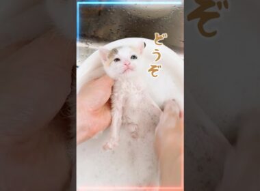 子猫のシャンプーは必要？乳飲み子ケアで本当に大切なこと【保護猫生活】