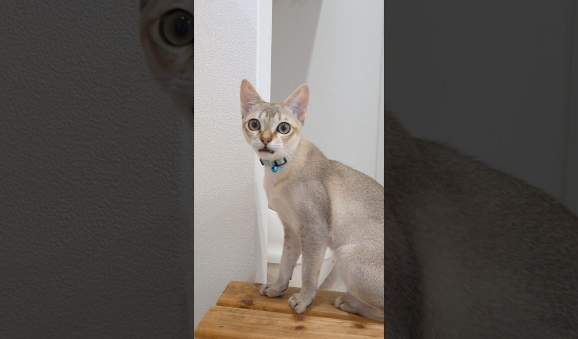 アゥーンてお喋り  #猫 #ねこ #こねこ #猫のいる暮らし #シンガプーラ #cat #catshorts