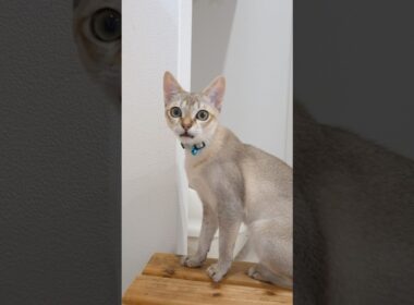 アゥーンてお喋り  #猫 #ねこ #こねこ #猫のいる暮らし #シンガプーラ #cat #catshorts