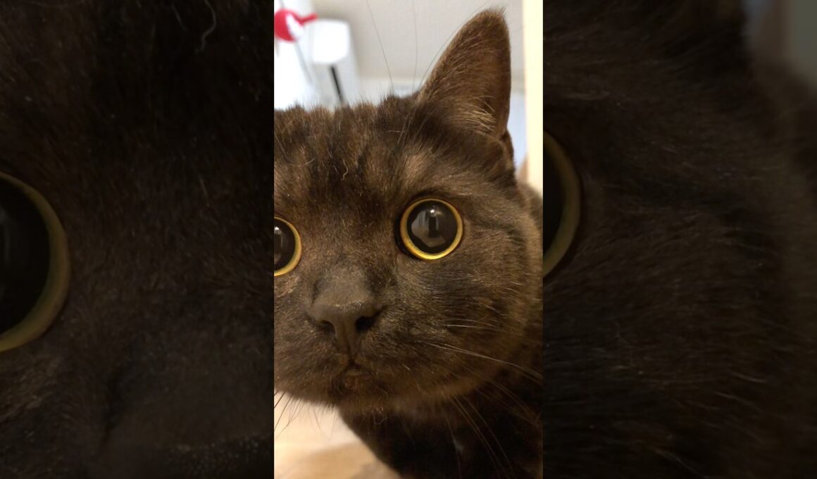 軽快なステップ…きゅるるん！