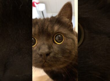 軽快なステップ…きゅるるん！