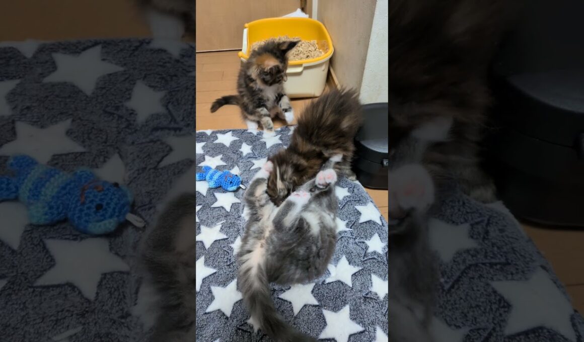 ずっと遊んでいるメインクーンの赤ちゃん達