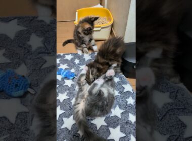 ずっと遊んでいるメインクーンの赤ちゃん達