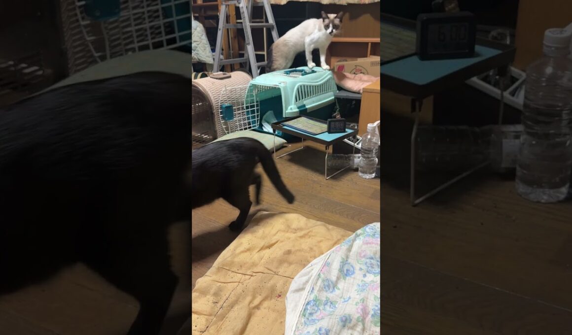 シャム猫のパンダ、食事の後、背伸びした後、のらりくらりと