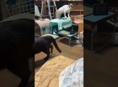 シャム猫のパンダ、食事の後、背伸びした後、のらりくらりと