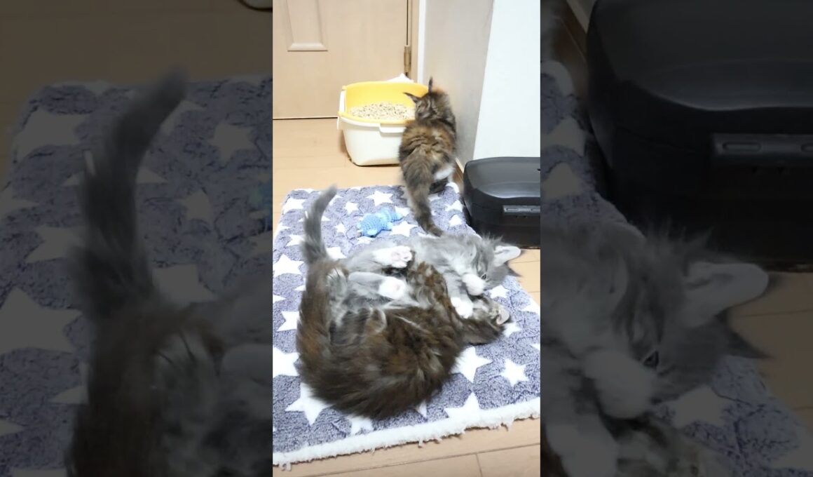 ずっと遊んでいるメインクーンの赤ちゃん達