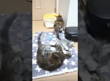 ずっと遊んでいるメインクーンの赤ちゃん達