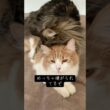 クセが強いメインクーン #cat #猫のいる暮らし #ねこ #shorts