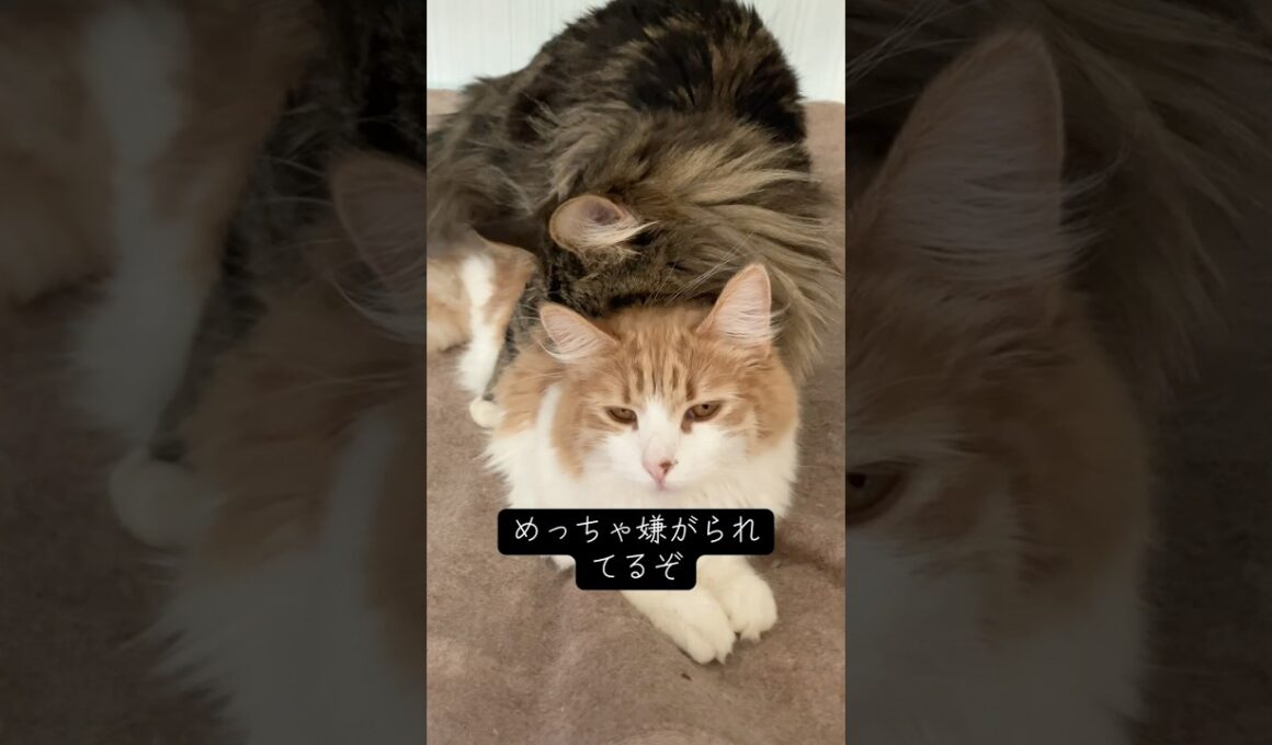 クセが強いメインクーン #cat #猫のいる暮らし #ねこ #shorts