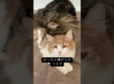 クセが強いメインクーン #cat #猫のいる暮らし #ねこ #shorts