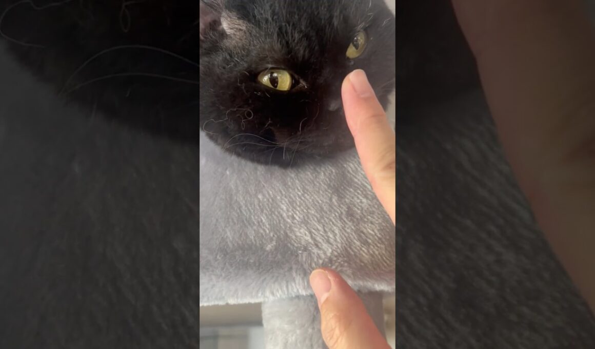 とーちゃん、鼻はボタンじゃないんだよ #cat #猫のいる暮らし #セルカークレックス #ブリティッシュショートヘア