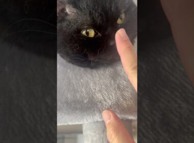 とーちゃん、鼻はボタンじゃないんだよ #cat #猫のいる暮らし #セルカークレックス #ブリティッシュショートヘア