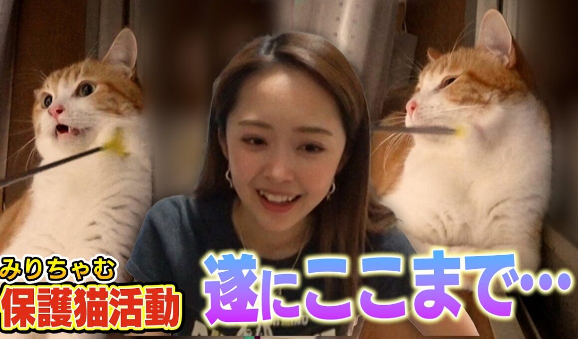 【保護猫活動】新入りのたくあんとメンマが遂にみりちゃむさんに・・・（嗚呼！！みんなの動物園）
