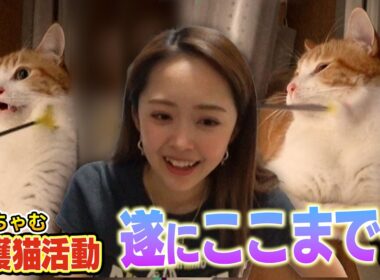 【保護猫活動】新入りのたくあんとメンマが遂にみりちゃむさんに・・・（嗚呼！！みんなの動物園）