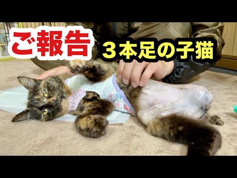ご報告 ３本足の子猫について
