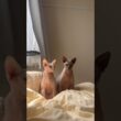 2匹並んでこっち見てくる猫スルタンとアレクサンドラ【スフィンクス】