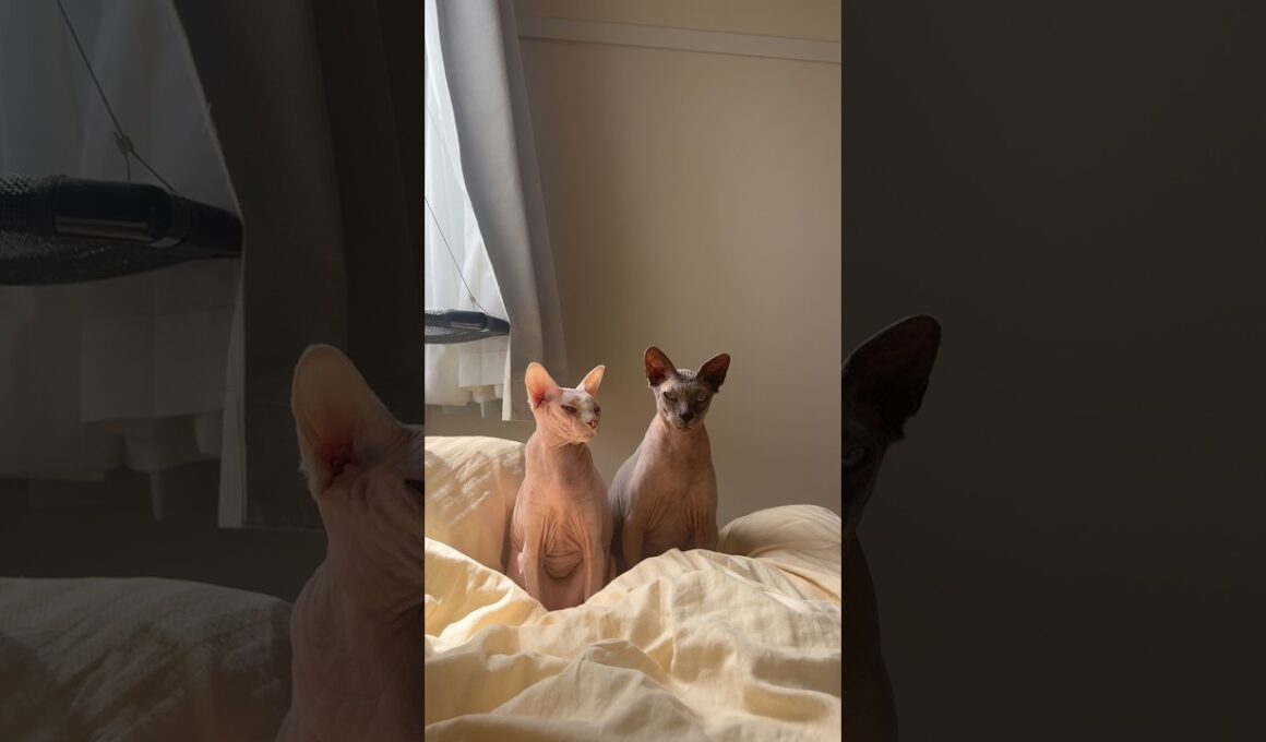 2匹並んでこっち見てくる猫スルタンとアレクサンドラ【スフィンクス】