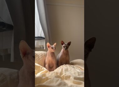 2匹並んでこっち見てくる猫スルタンとアレクサンドラ【スフィンクス】