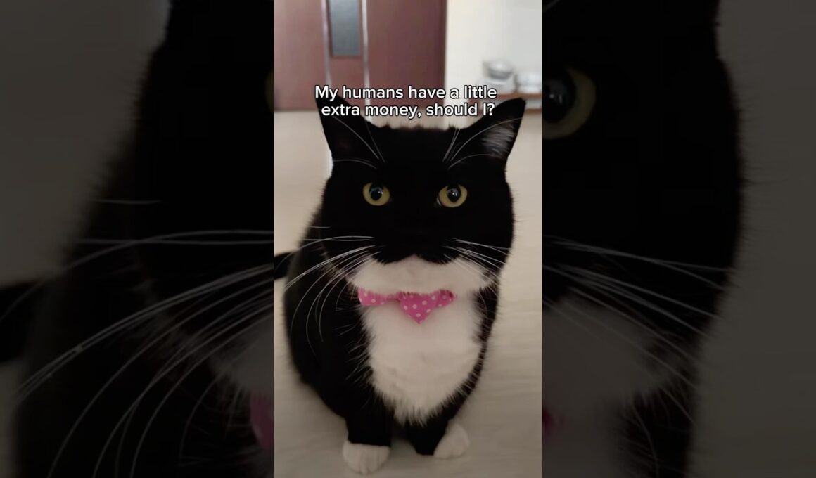 Uni has a bladder infection, but he’s still energetic!