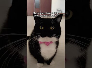 Uni has a bladder infection, but he’s still energetic!