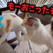 後輩猫が先輩猫をおいかけまわしたらとんでもないことに…！！！