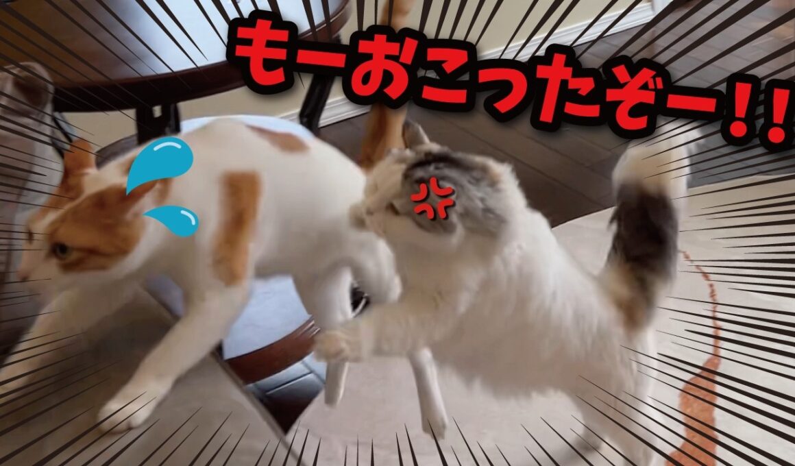 後輩猫が先輩猫をおいかけまわしたらとんでもないことに…！！！