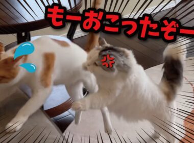 後輩猫が先輩猫をおいかけまわしたらとんでもないことに…！！！