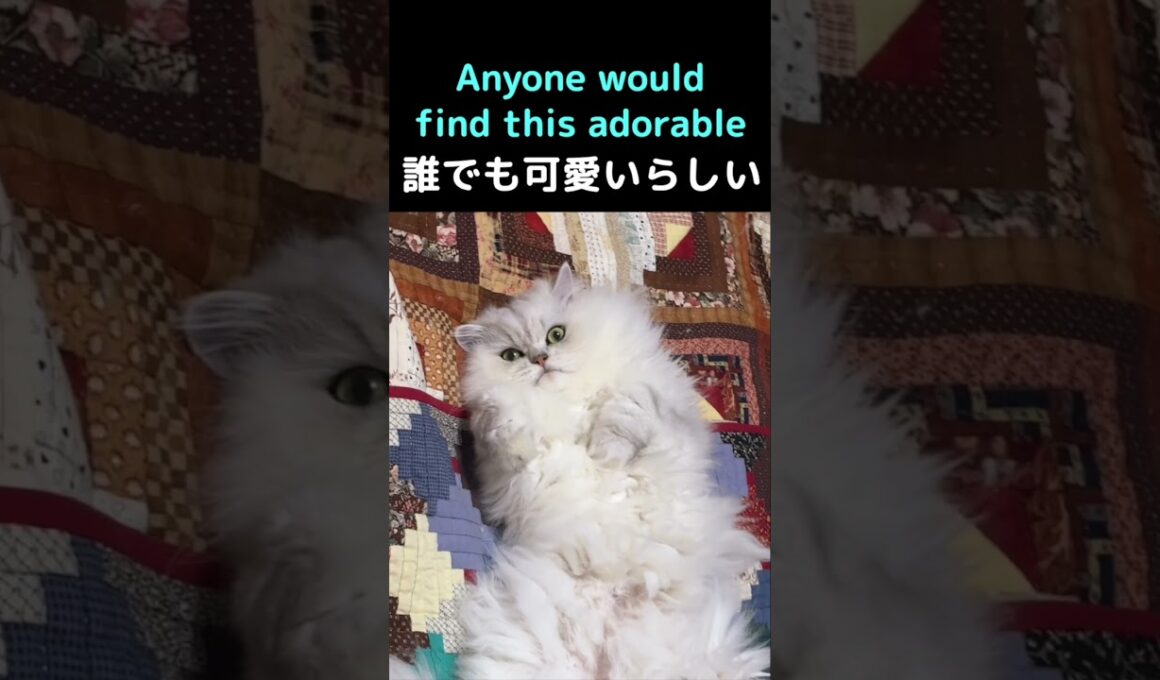 存在そのものが可愛いらしいペルシャ猫ぎんちゃん#猫 #猫動画 #ペルシャ猫 #かわいい猫 #癒し #猫のいる暮らし #ふわふわ猫 #ぎんちゃん #猫ショート #動物動画