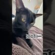 迫り来る黒猫ボンベイ　#ねこ #ねこのいる暮らし #ねこのいる生活 #ねこ動画 #猫 #猫好きさんと繋がりたい #かわいい #甘えん坊 #癒やし