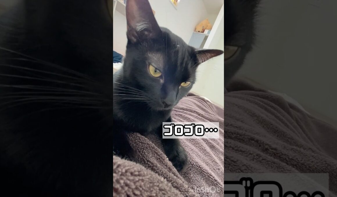 迫り来る黒猫ボンベイ　#ねこ #ねこのいる暮らし #ねこのいる生活 #ねこ動画 #猫 #猫好きさんと繋がりたい #かわいい #甘えん坊 #癒やし