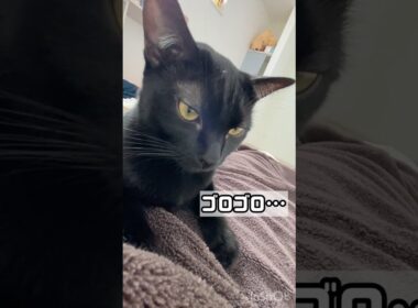 迫り来る黒猫ボンベイ　#ねこ #ねこのいる暮らし #ねこのいる生活 #ねこ動画 #猫 #猫好きさんと繋がりたい #かわいい #甘えん坊 #癒やし