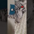 ｢可愛い猫ちゃん眠ってる～❤｣#shorts #アメショ#アメリカンショートヘアー #ねこ #cat #猫 #猫のいる暮らし #子ネコ #猫のいる生活
