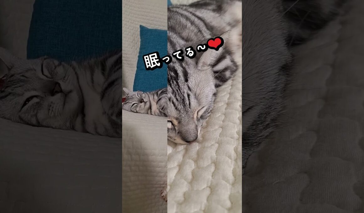 ｢可愛い猫ちゃん眠ってる～❤｣#shorts #アメショ#アメリカンショートヘアー #ねこ #cat #猫 #猫のいる暮らし #子ネコ #猫のいる生活
