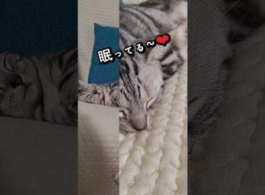 ｢可愛い猫ちゃん眠ってる～❤｣#shorts #アメショ#アメリカンショートヘアー #ねこ #cat #猫 #猫のいる暮らし #子ネコ #猫のいる生活