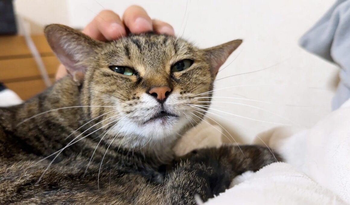 朝起きると癒しの音…。犬猫大家族の支え役の大姉ちゃん猫はとてもお喋りで甘えん坊です