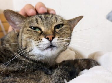 朝起きると癒しの音…。犬猫大家族の支え役の大姉ちゃん猫はとてもお喋りで甘えん坊です