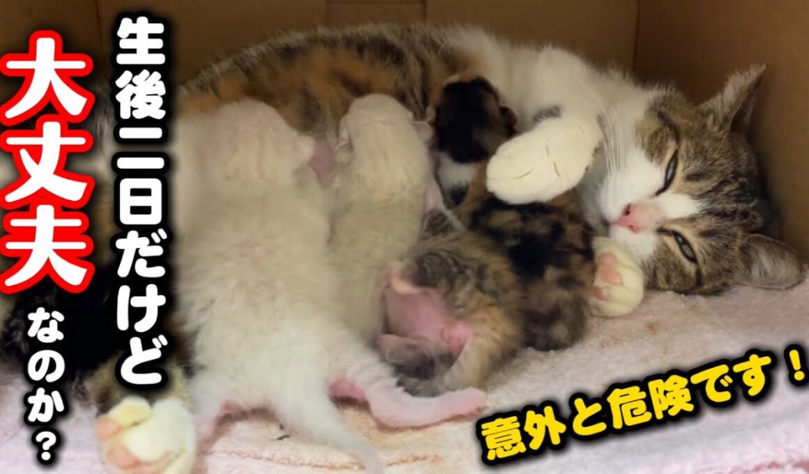 まさかの生後2日で⁈子猫にとって危険な場合も…
