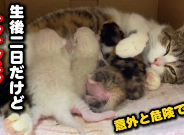まさかの生後2日で⁈子猫にとって危険な場合も…