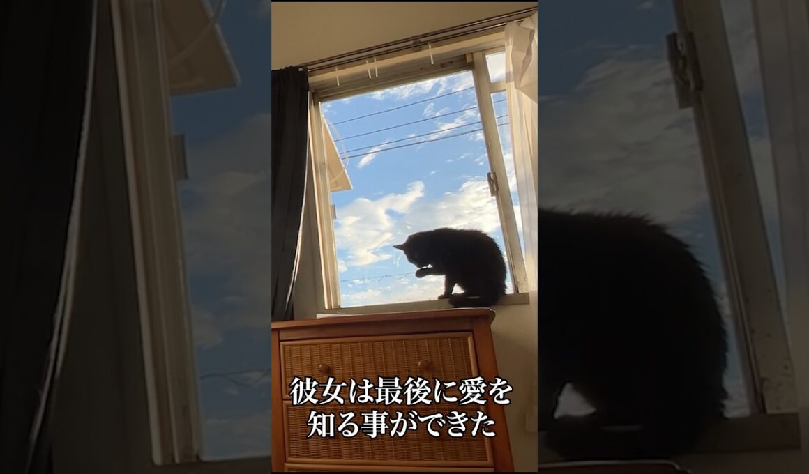 心を閉ざした病の黒猫、最後に愛を知る #cat  #猫  #ねこ  #保護猫  #shorts  #猫のいる暮らし