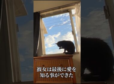 心を閉ざした病の黒猫、最後に愛を知る #cat  #猫  #ねこ  #保護猫  #shorts  #猫のいる暮らし