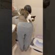 ママの背中に乗りたい子猫 #こねこ #子猫の成長記録 #子ネコ