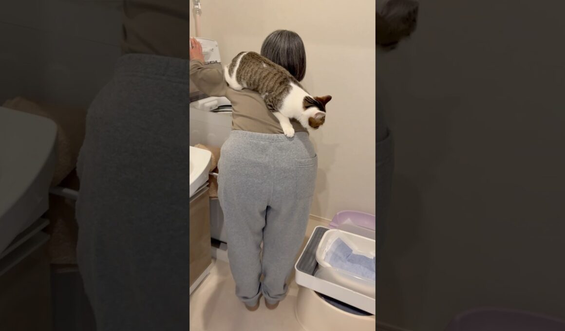 ママの背中に乗りたい子猫 #こねこ #子猫の成長記録 #子ネコ