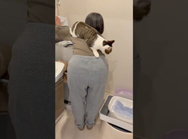 ママの背中に乗りたい子猫 #こねこ #子猫の成長記録 #子ネコ