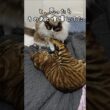 猫が猫を気遣う瞬間｜トイガー&ラグドール　#トイガー #ラグドール #catshorts　#猫のいる暮らし #catfunny #大型猫