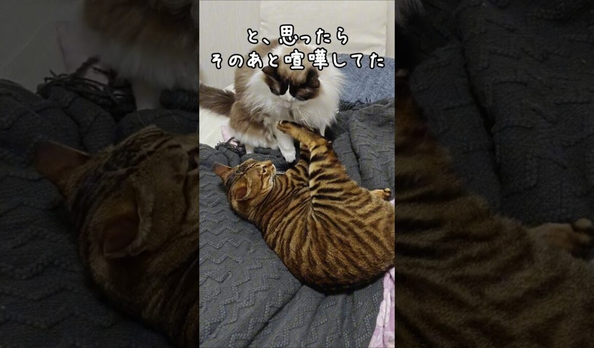 猫が猫を気遣う瞬間｜トイガー&ラグドール　#トイガー #ラグドール #catshorts　#猫のいる暮らし #catfunny #大型猫