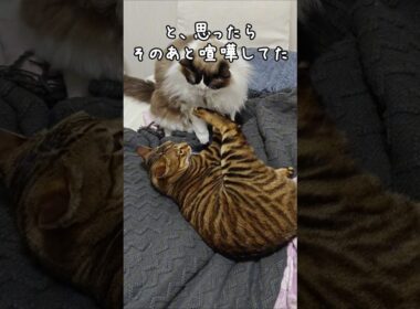 猫が猫を気遣う瞬間｜トイガー&ラグドール　#トイガー #ラグドール #catshorts　#猫のいる暮らし #catfunny #大型猫